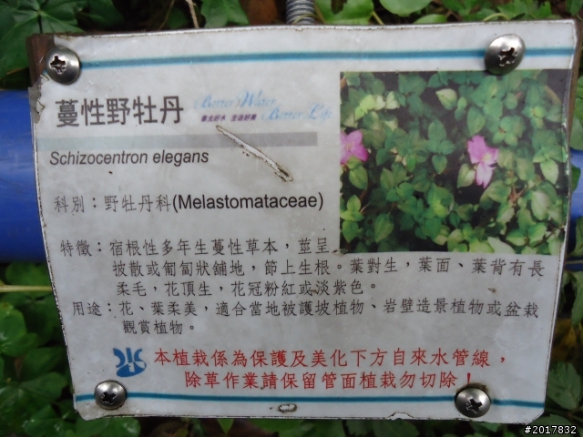 2012/01/23新春過年台北市天母古道行