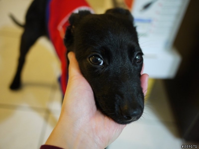 三個月大的黑色小幼犬 再找家! (試養中)