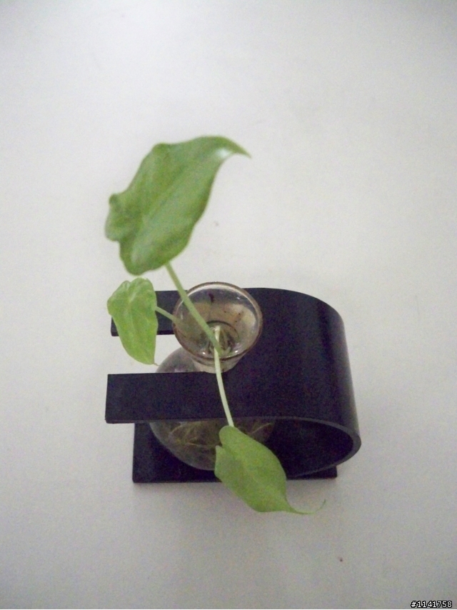 姑婆芋也可這樣種