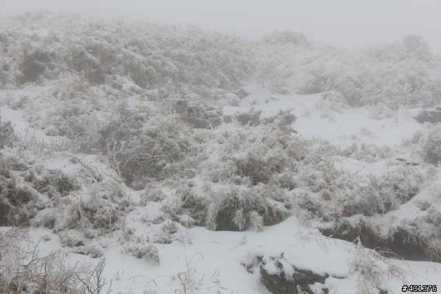 過年初三賞雪行