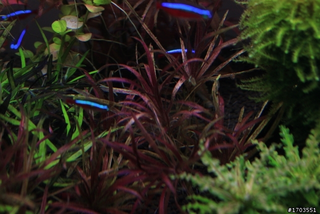 年假水草缸慘案