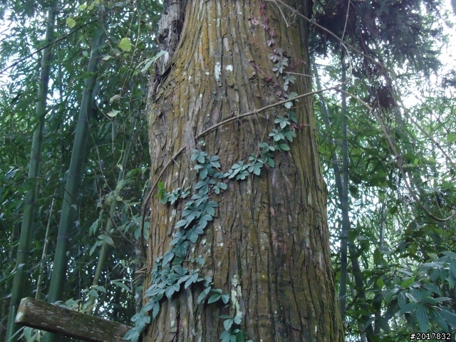 2012-01-29瑞太古道(純圖片)