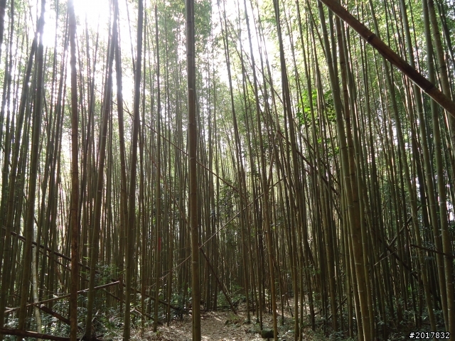 2012-01-29瑞太古道(純圖片)