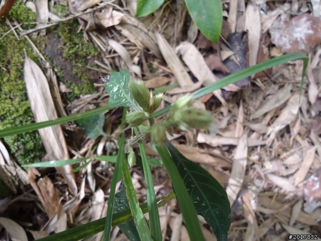 2012-01-29瑞太古道(純圖片)