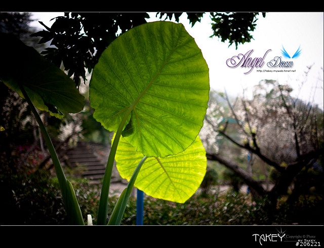 2012梅花分享(歡迎蓋樓哦)