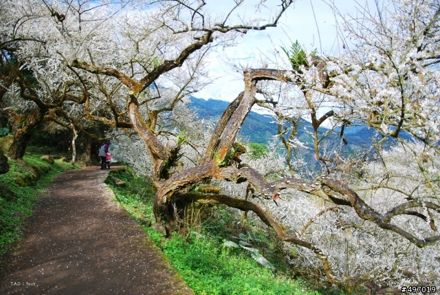 雪花 . 落 * 南投 . 烏松崙梅花 ( 2012/01/15 花況 )