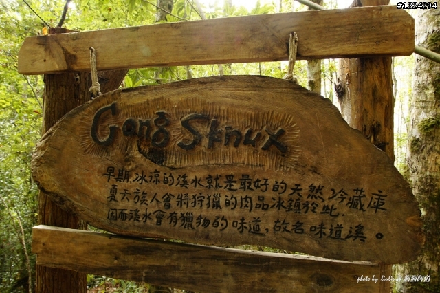 楓葉、溪澗、竹林、巨木 - 司馬庫斯巨木群步道(20111226)