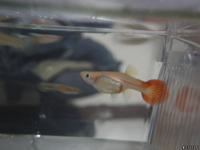 孔雀魚這樣是要生了嗎？