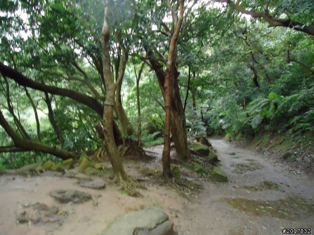 2012/01/23新春過年台北市天母古道行