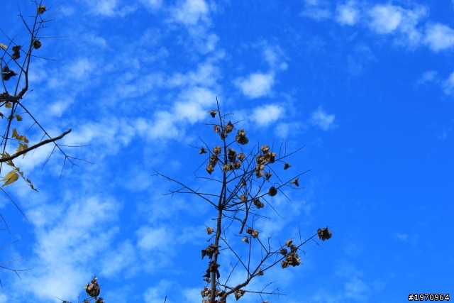 CANON 600D+18-55KIT鏡+50mm f1.8 新手上路