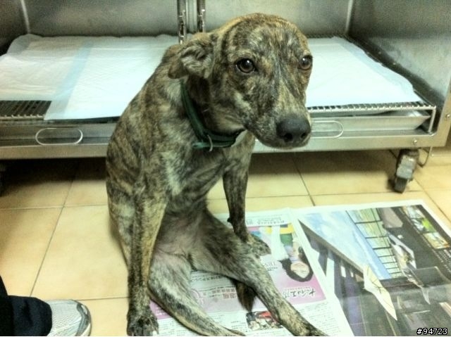 竹北虎班犬待尋主人