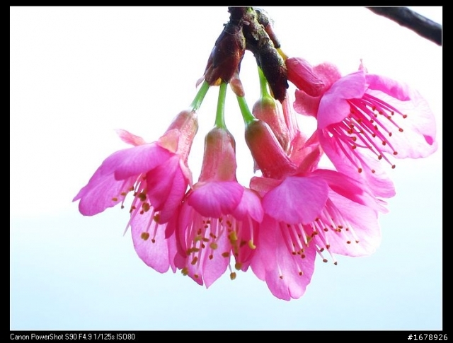 過年-賞梅花-櫻花去!
