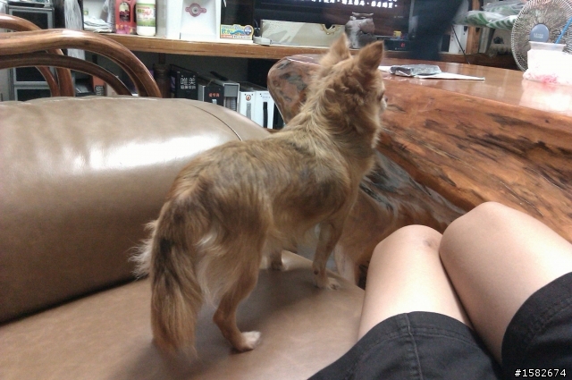 猜猜看這是什麼狗