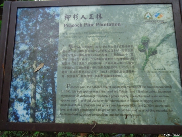 2012-01-29瑞太古道(純圖片)