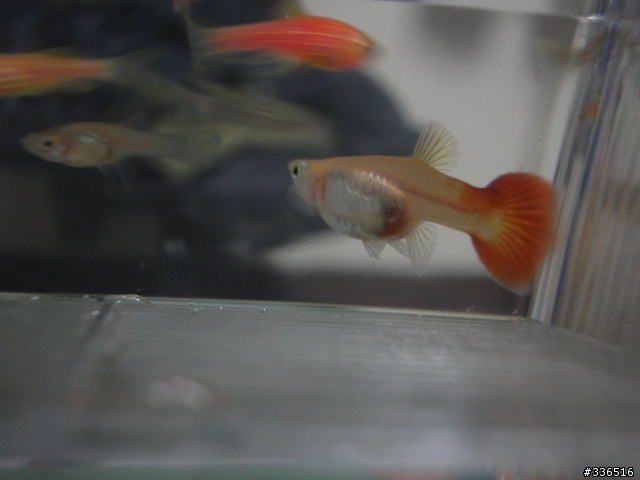 孔雀魚這樣是要生了嗎？