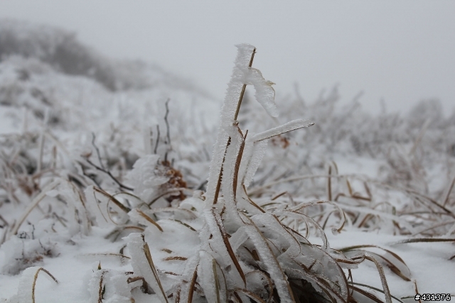 過年初三賞雪行