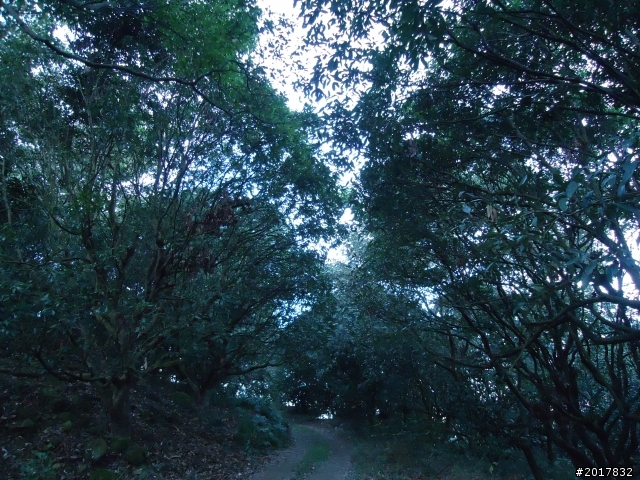 2012/01/19高雄大津尾寮山