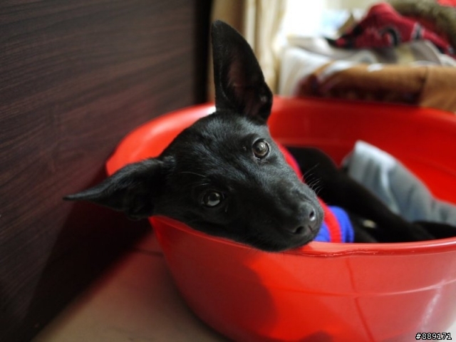 三個月大的黑色小幼犬 再找家! (試養中)