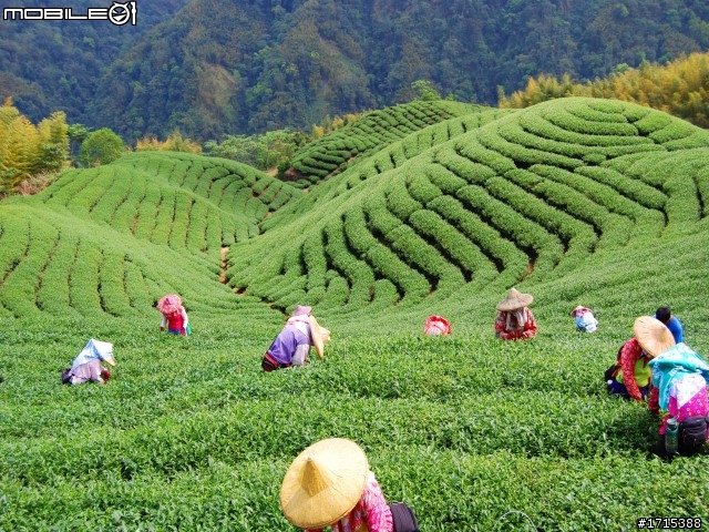 南投竹山天梯富御民宿