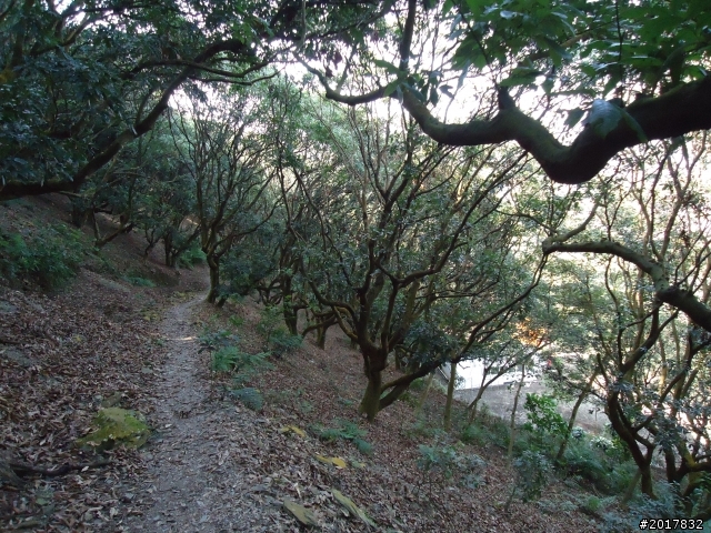 2012/01/19高雄大津尾寮山