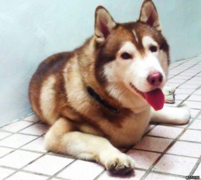 三重拾獲哈士奇咖啡色公犬!!!!!