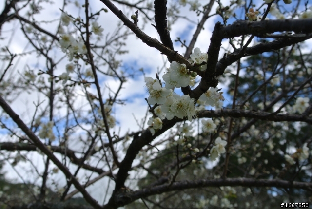 角板山行館賞梅
