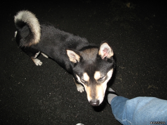 誰家的柴犬走丟了??(圓滿落幕)