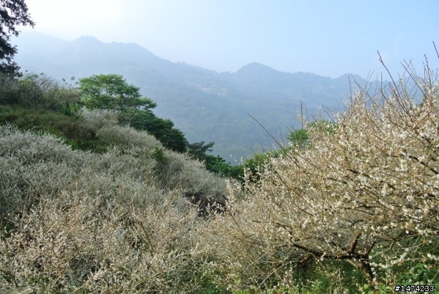 烏松崙賞梅沒咩陪 哭哭