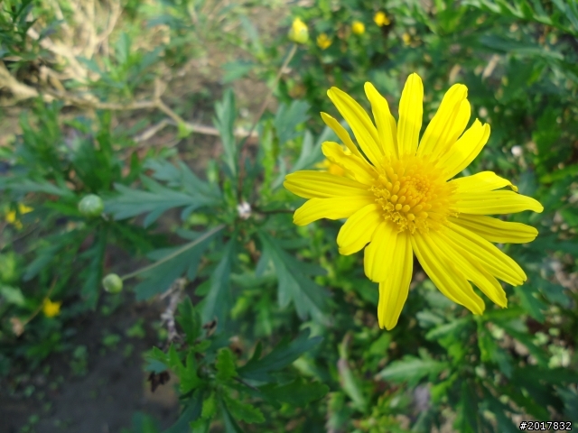 2012-01-29瑞太古道(純圖片)