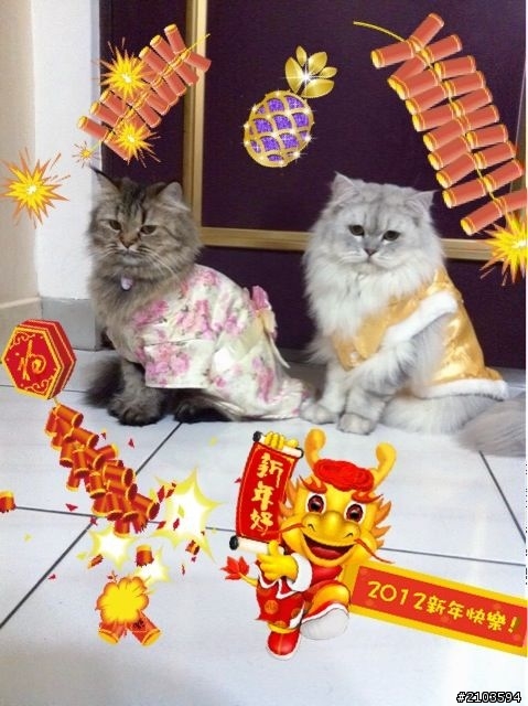 新年快樂之寵物來拜年！