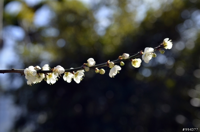 風櫃斗梅花