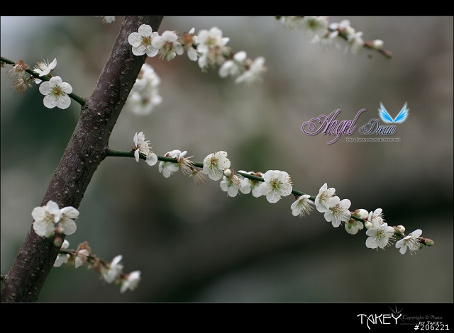 2012梅花分享(歡迎蓋樓哦)