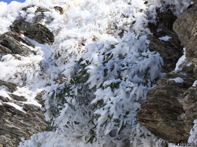 分享1月28日合歡山的雪~~