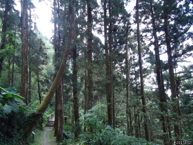 2012-01-29瑞太古道(純圖片)