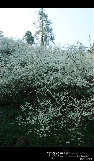2012梅花分享(歡迎蓋樓哦)