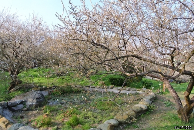烏松崙賞梅沒咩陪 哭哭