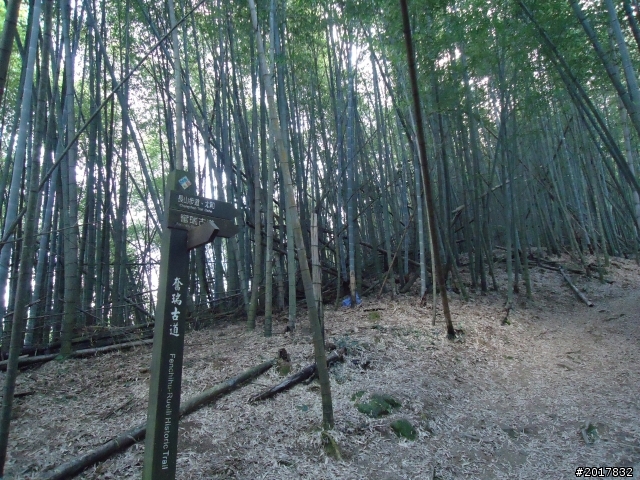 2012-01-29瑞太古道(純圖片)