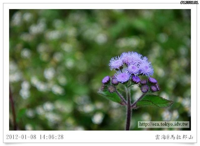 雲海‧楓紅‧馬拉邦山