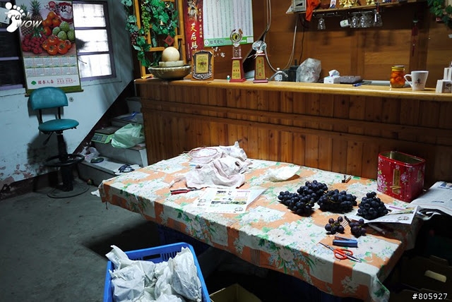 【苗栗卓蘭】 鎮雄農場採胖又甜葡萄