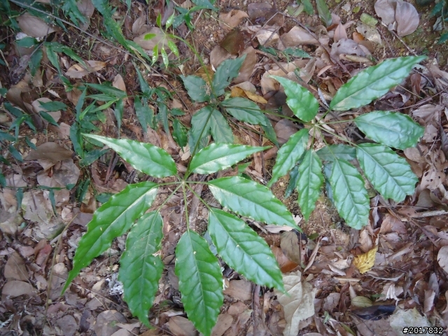 2012/01/19高雄大津尾寮山