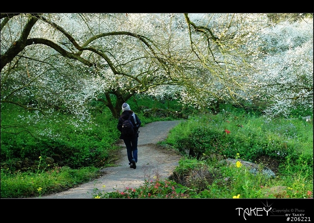 2012梅花分享(歡迎蓋樓哦)