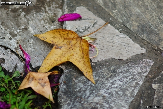 nex5 + la-ea1+ sal 85mm 1.4 ZA 隨拍測試