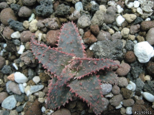 新買的蘆薈 : Aloe cv. ‘christmas carol’