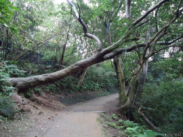 2012/01/23新春過年台北市天母古道行