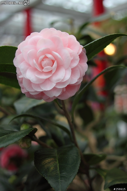 冷門鏡!!Canon 24mm F2.8簡易開箱文