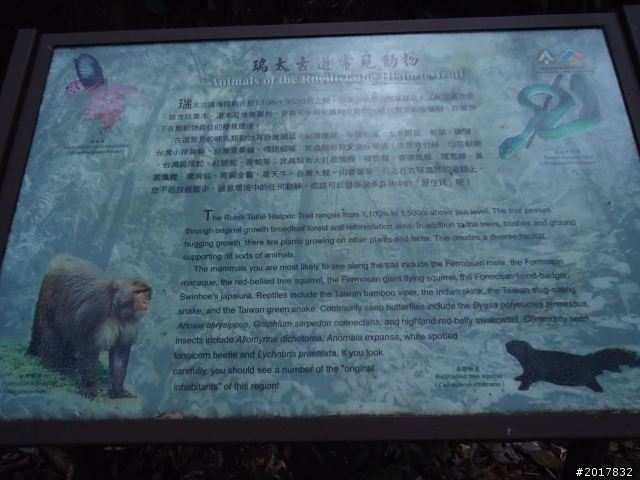 2012-01-29瑞太古道(純圖片)