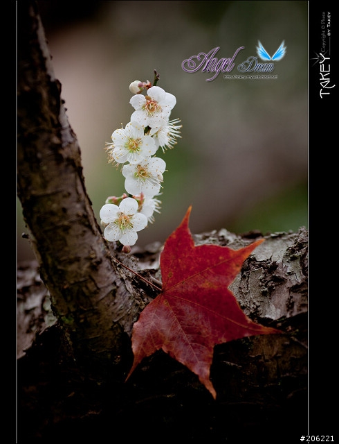 2012梅花分享(歡迎蓋樓哦)