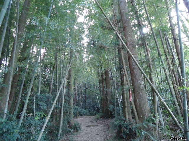 2012-01-29瑞太古道(純圖片)