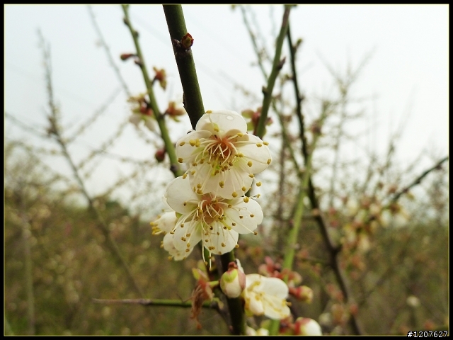 2012.01.24_年初二梅山賞梅趣！