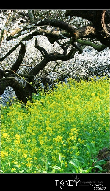 2012梅花分享(歡迎蓋樓哦)